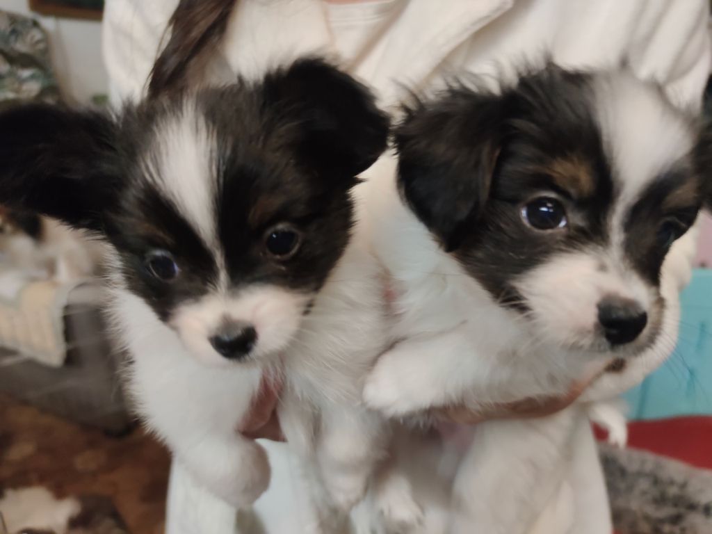 chiot Epagneul nain Continental (Papillon) Des Huttes Du Grand Marais