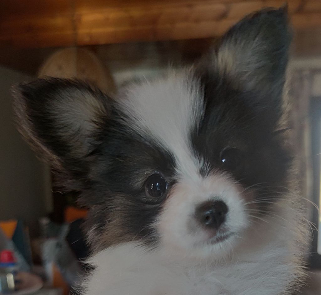 Des Huttes Du Grand Marais - Chiot disponible  - Epagneul nain Continental (Papillon)