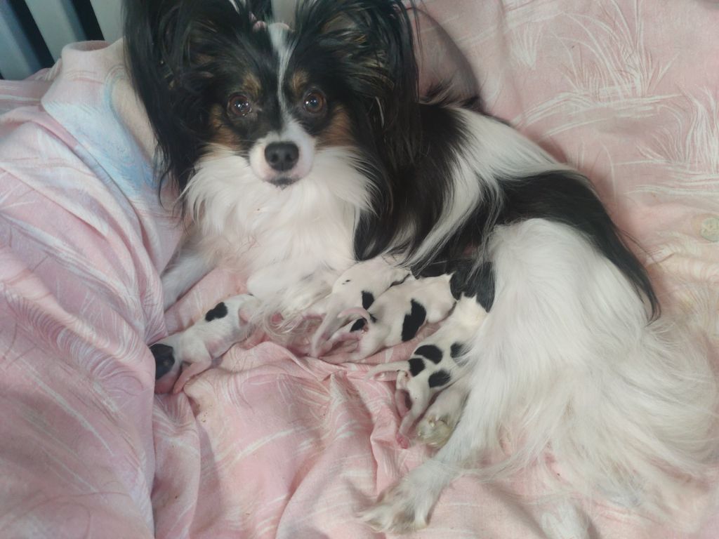 Des Huttes Du Grand Marais - Chiot disponible  - Epagneul nain Continental (Papillon)