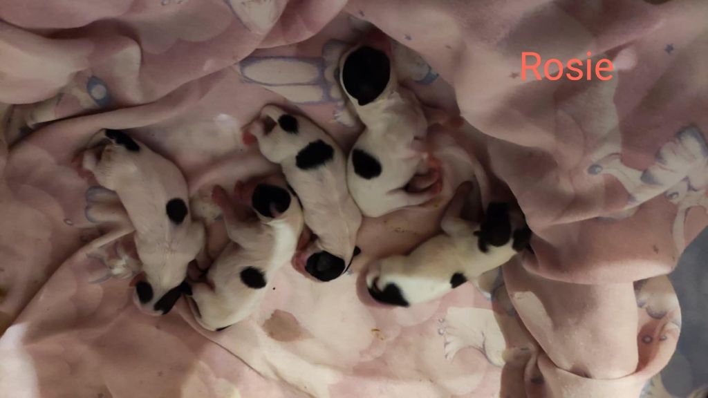 Des Huttes Du Grand Marais - Chiot disponible  - Epagneul nain Continental (Papillon)