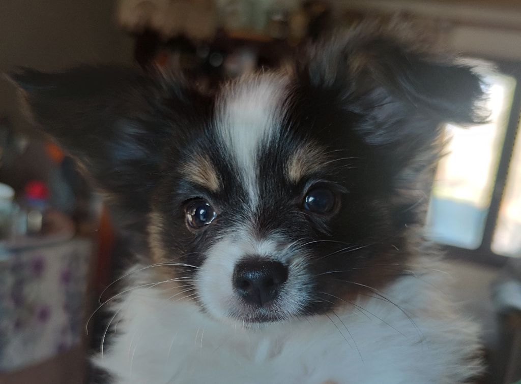 Des Huttes Du Grand Marais - Chiot disponible  - Epagneul nain Continental (Papillon)