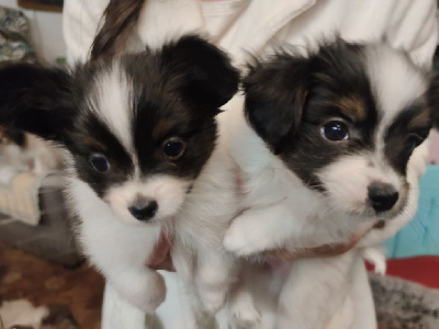 Des Huttes Du Grand Marais - Epagneul nain Continental (Papillon) - Portée née le 14/11/2024