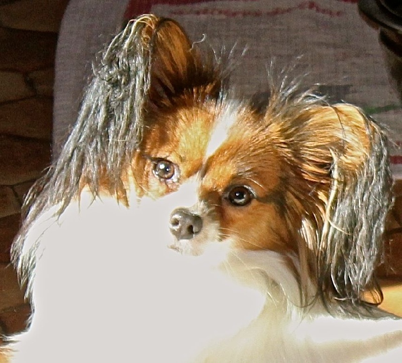 Litzy Des Huttes Du Grand Marais