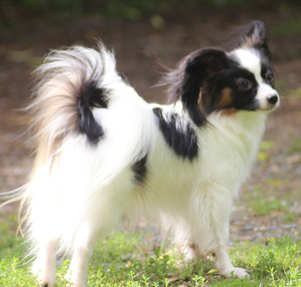 UTESS Des Huttes Du Grand Marais