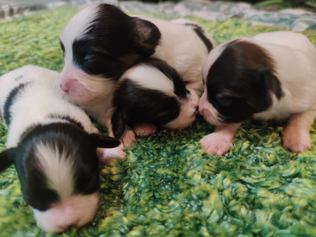 Des Huttes Du Grand Marais - Les Bébinous de Tess sont nés