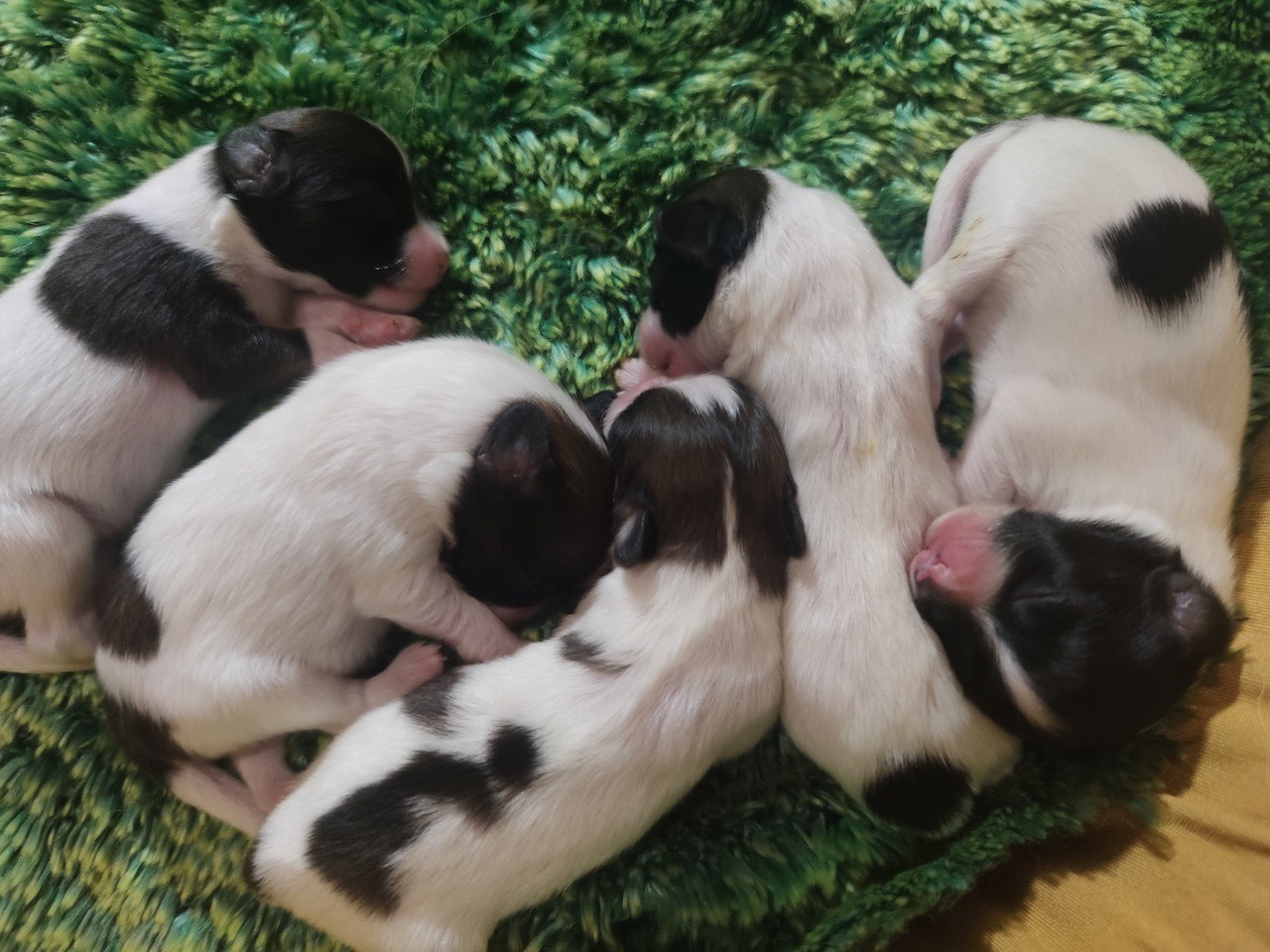 Des Huttes Du Grand Marais - Et les bébinous de Rosie sont nés aussi ==