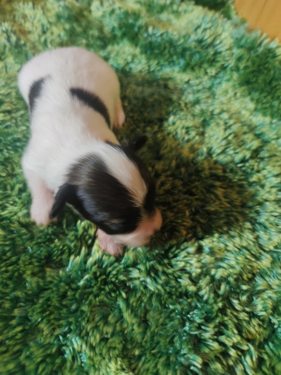 Des Huttes Du Grand Marais - Chiots disponibles - Epagneul nain Continental (Papillon)