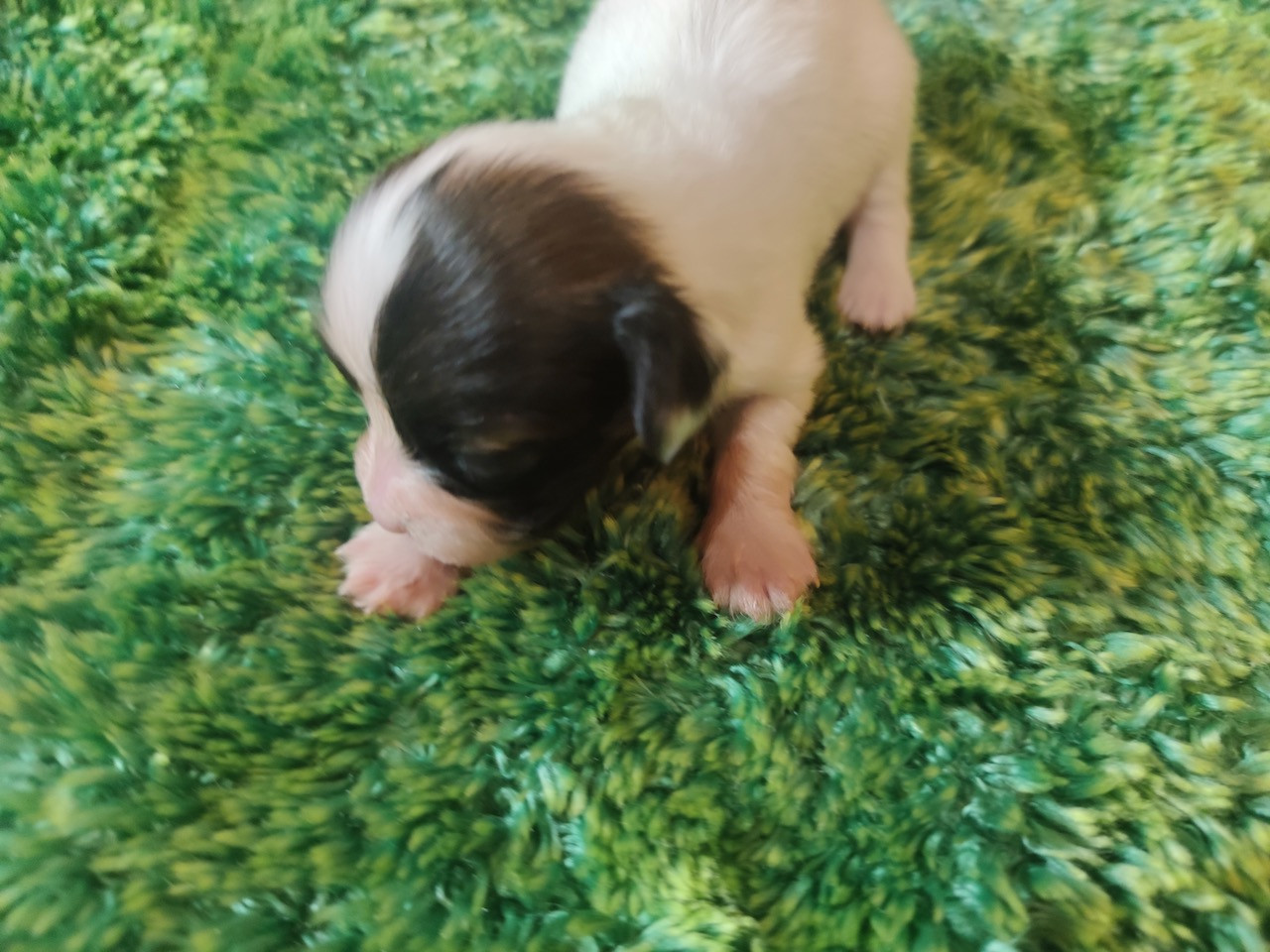 Des Huttes Du Grand Marais - Chiots disponibles - Epagneul nain Continental (Papillon)