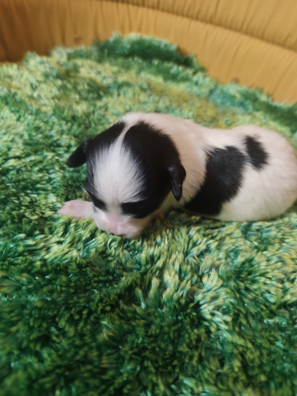 Des Huttes Du Grand Marais - Chiots disponibles - Epagneul nain Continental (Papillon)