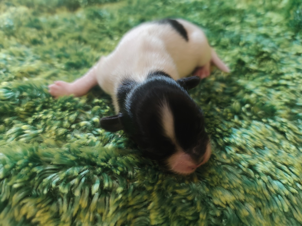 Des Huttes Du Grand Marais - Chiots disponibles - Epagneul nain Continental (Papillon)