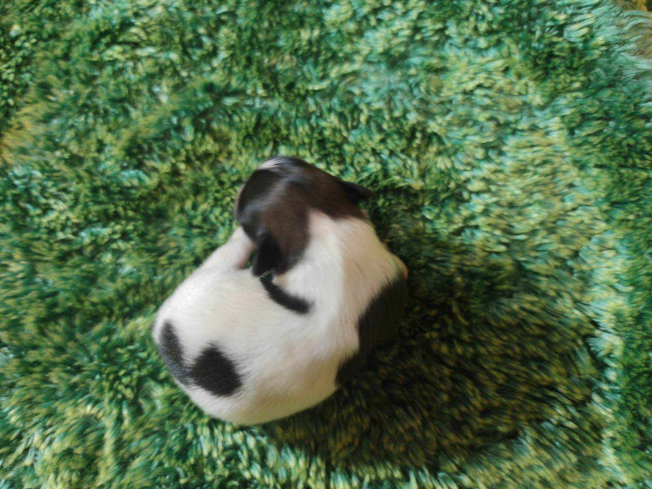 Des Huttes Du Grand Marais - Chiots disponibles - Epagneul nain Continental (Papillon)