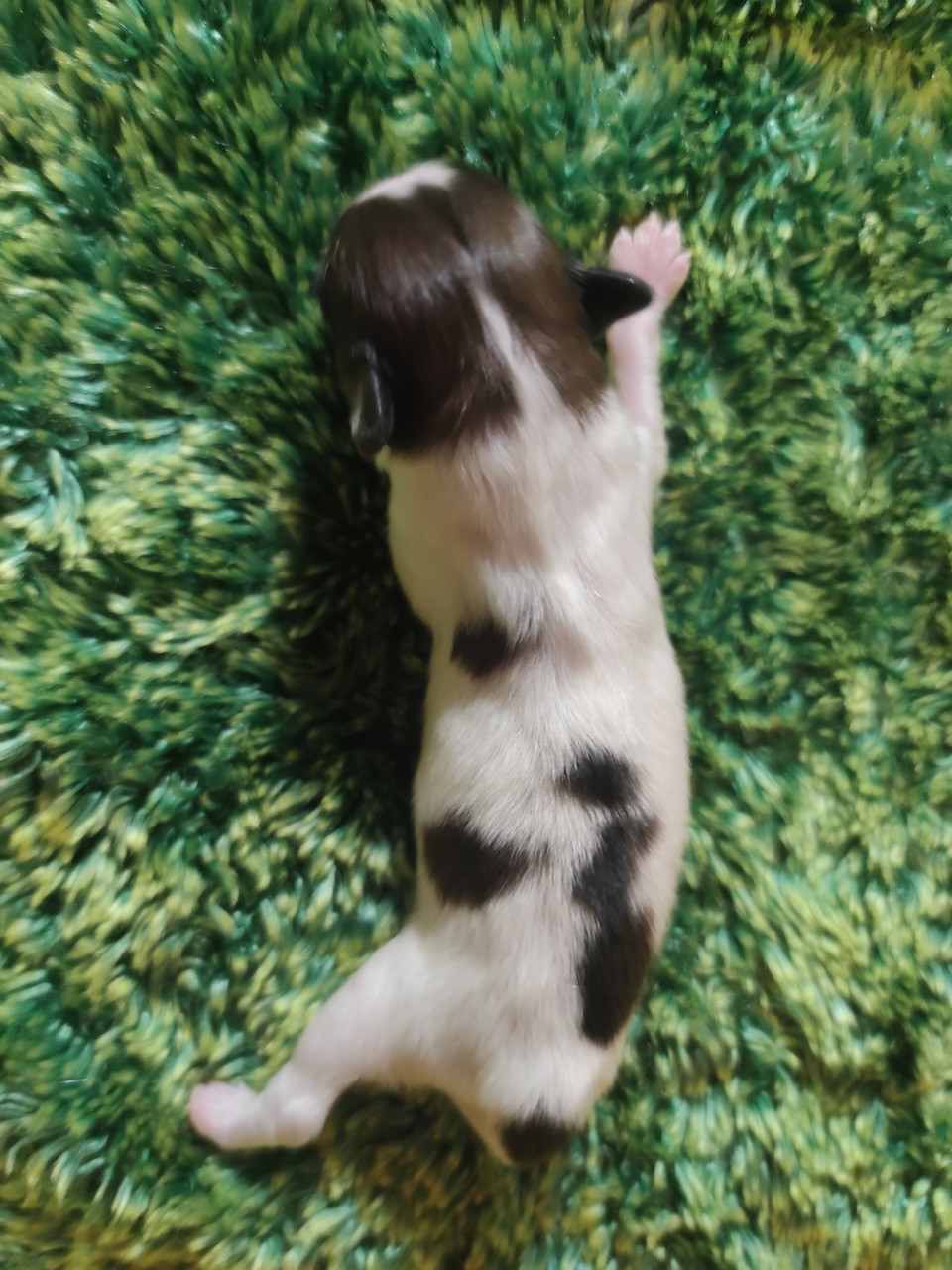 Des Huttes Du Grand Marais - Chiots disponibles - Epagneul nain Continental (Papillon)