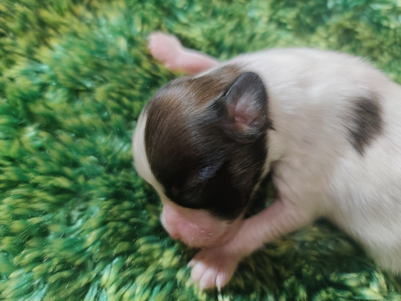 Des Huttes Du Grand Marais - Chiots disponibles - Epagneul nain Continental (Papillon)