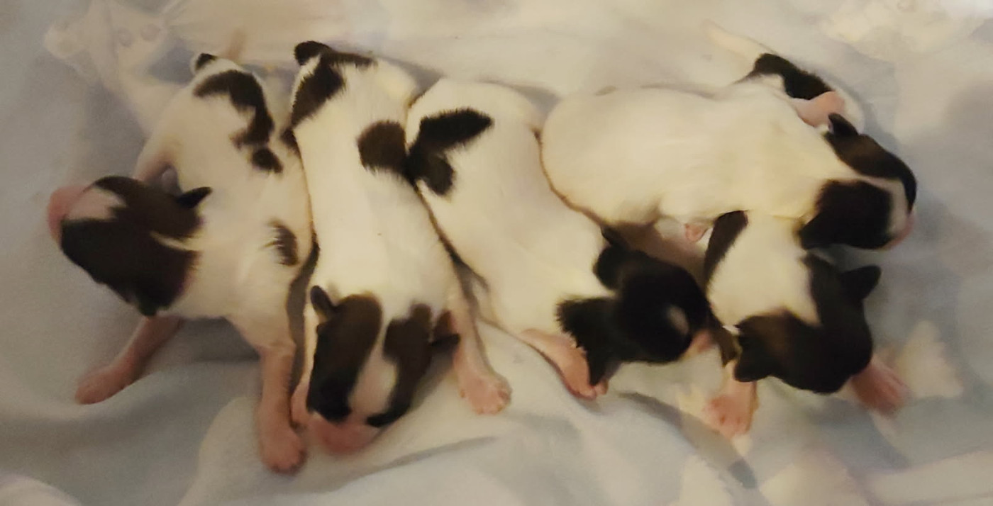 Chiot Epagneul nain Continental (Papillon) Des Huttes Du Grand Marais