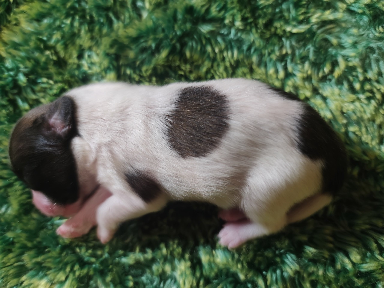 Des Huttes Du Grand Marais - Chiots disponibles - Epagneul nain Continental (Papillon)