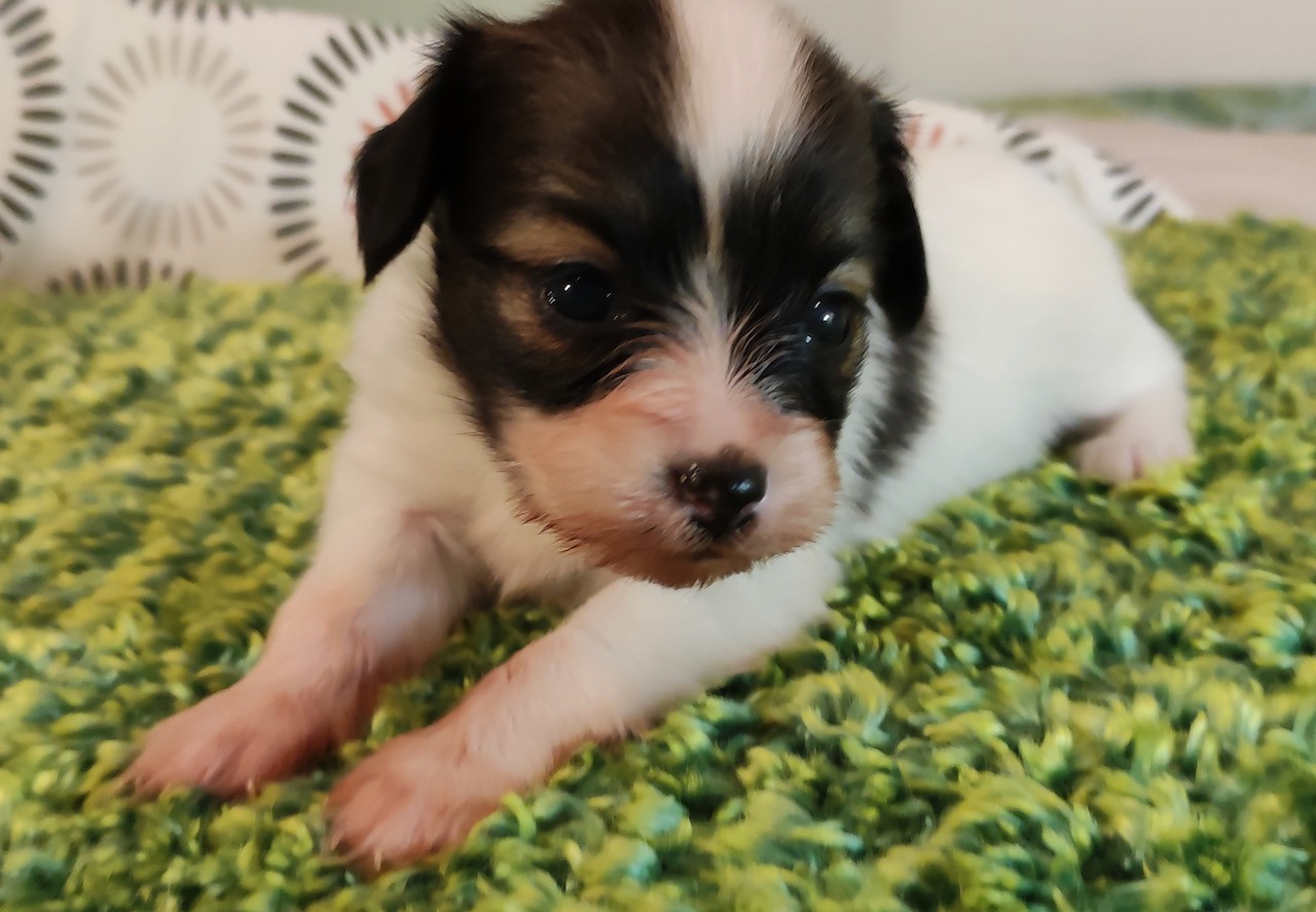 Des Huttes Du Grand Marais - Chiots disponibles - Epagneul nain Continental (Papillon)