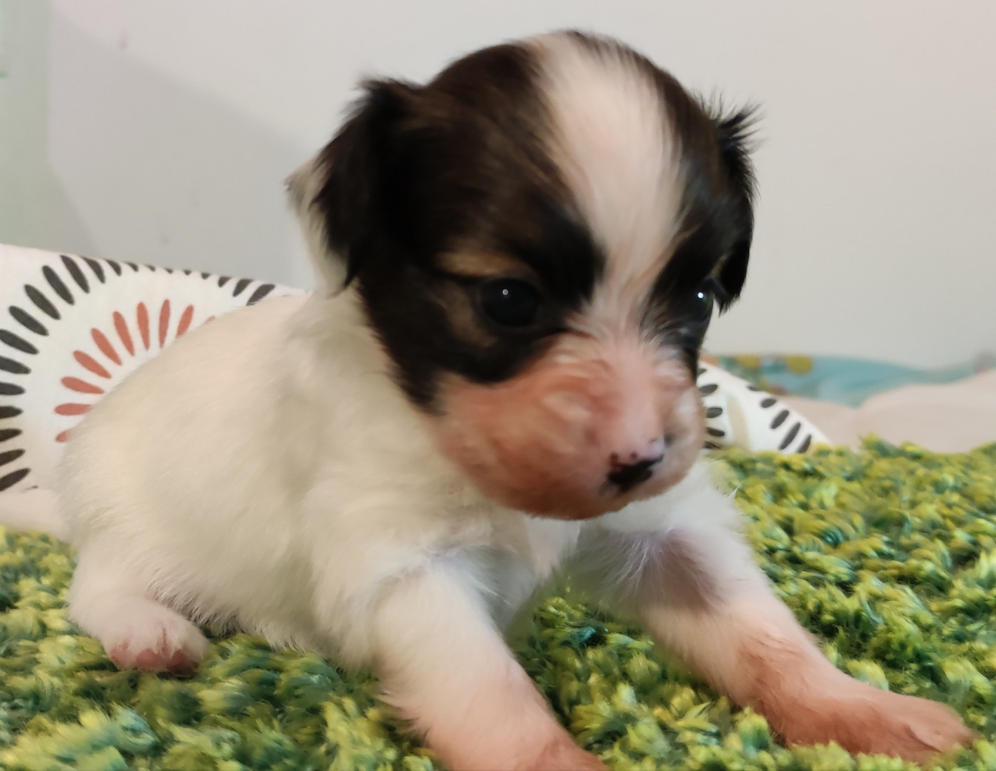 Des Huttes Du Grand Marais - Chiots disponibles - Epagneul nain Continental (Papillon)