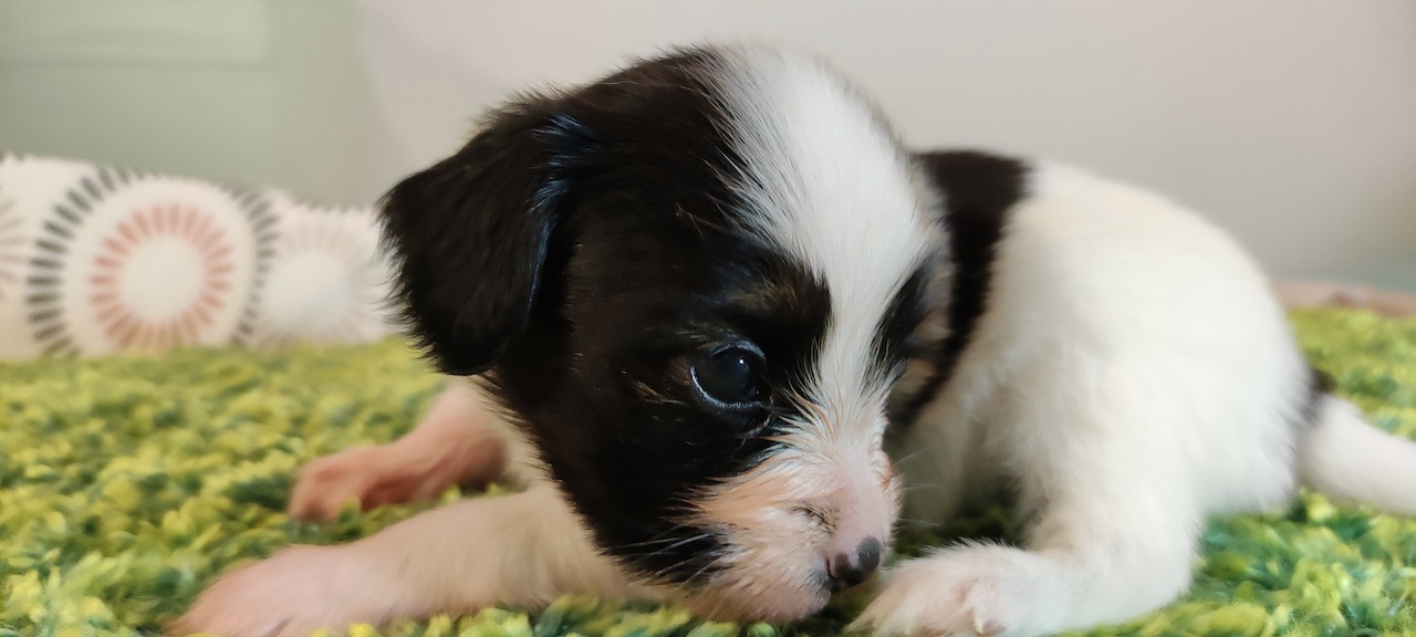 Des Huttes Du Grand Marais - Chiots disponibles - Epagneul nain Continental (Papillon)