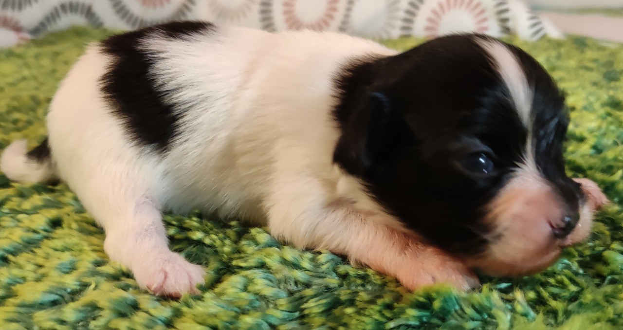 Des Huttes Du Grand Marais - Chiots disponibles - Epagneul nain Continental (Papillon)