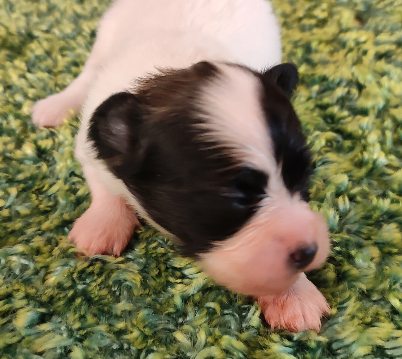 Des Huttes Du Grand Marais - Chiots disponibles - Epagneul nain Continental (Papillon)