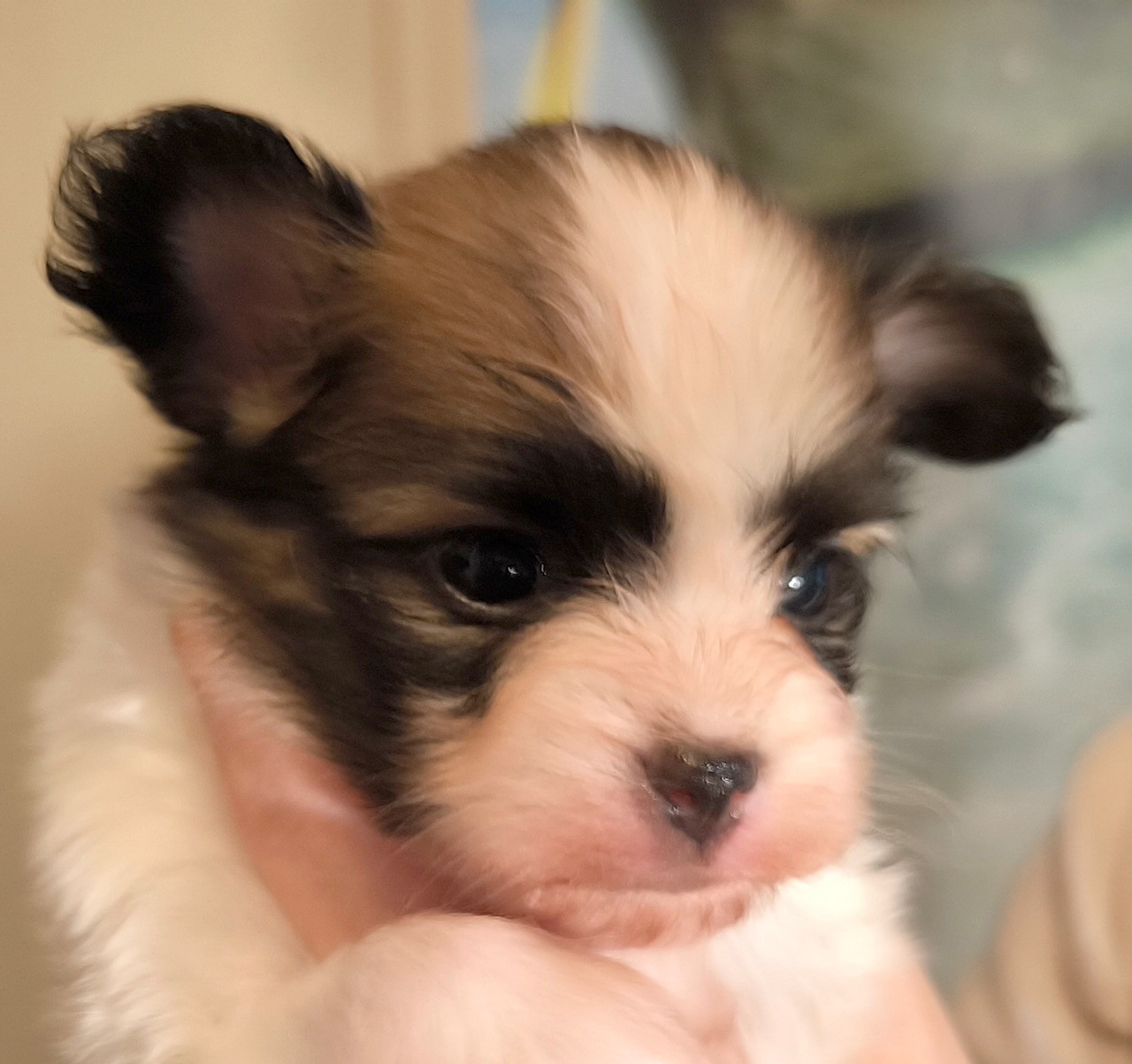 Des Huttes Du Grand Marais - Chiots disponibles - Epagneul nain Continental (Papillon)