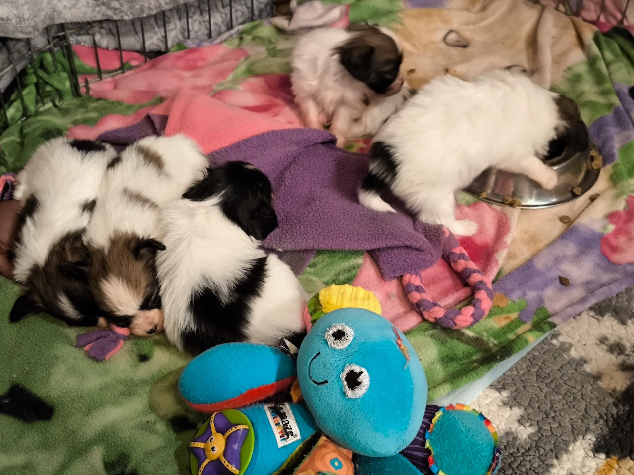 Des Huttes Du Grand Marais - Epagneul nain Continental (Papillon) - Portée née le 02/11/2025