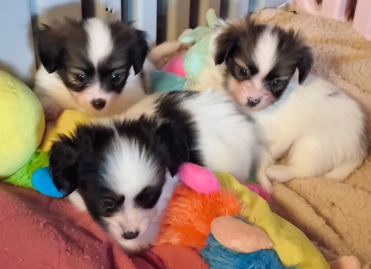 Des Huttes Du Grand Marais - Epagneul nain Continental (Papillon) - Portée née le 23/10/2025