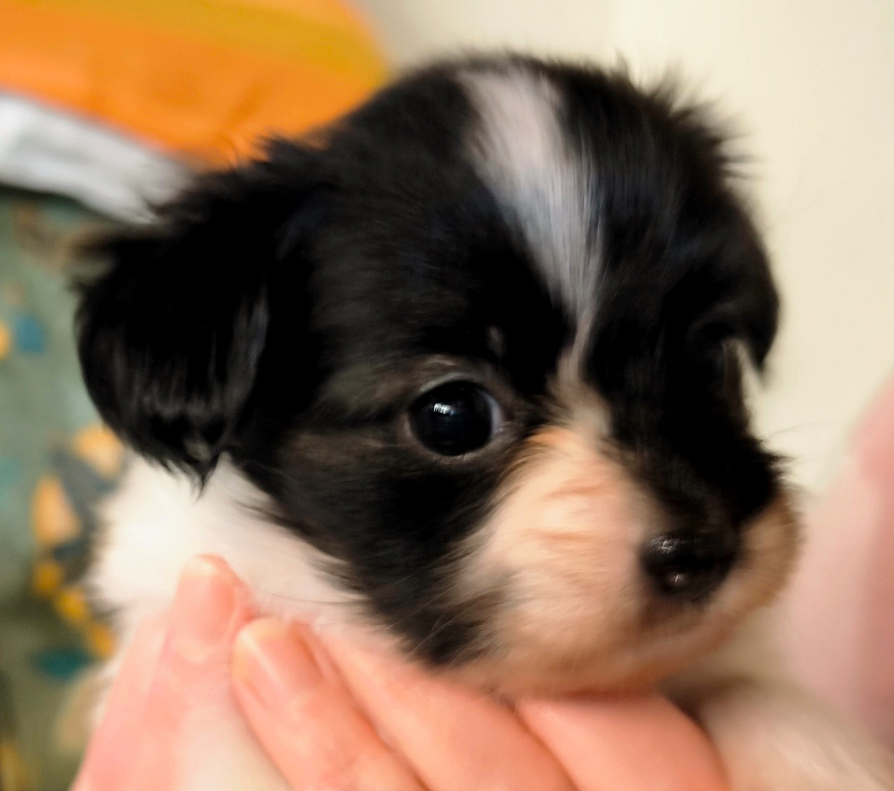 Des Huttes Du Grand Marais - Chiots disponibles - Epagneul nain Continental (Papillon)