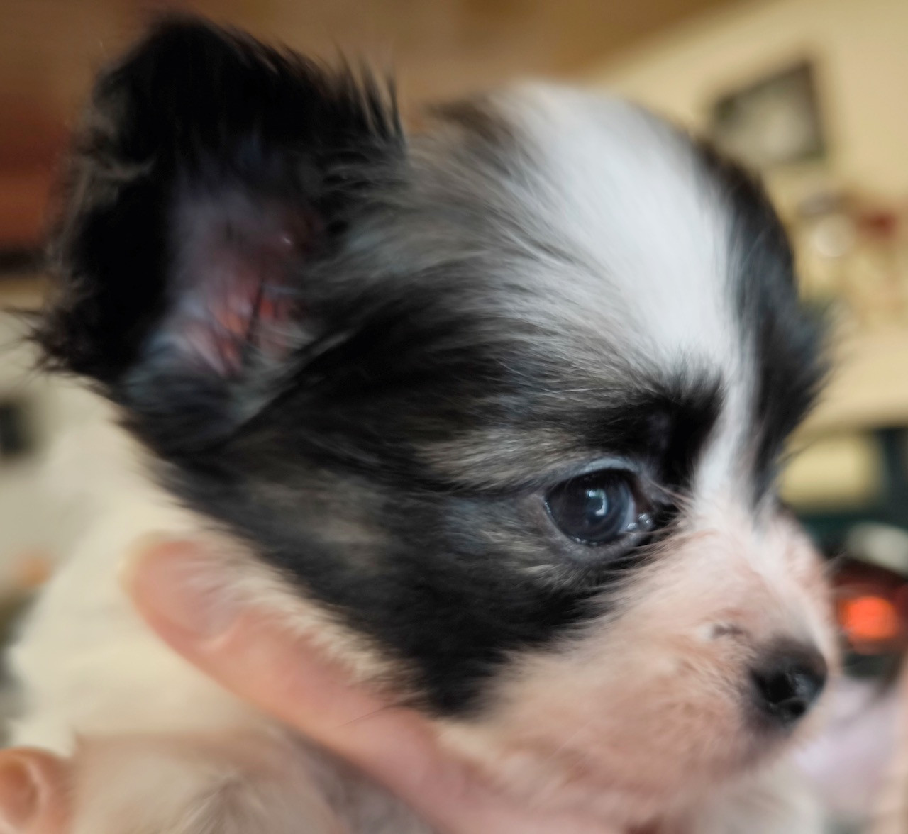 Des Huttes Du Grand Marais - Chiots disponibles - Epagneul nain Continental (Papillon)