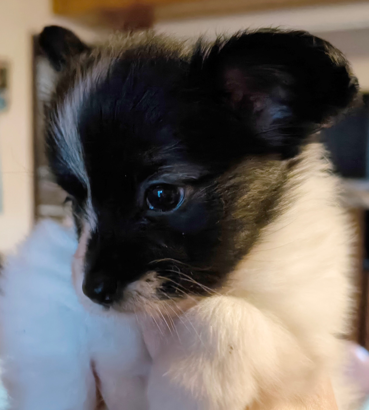 Des Huttes Du Grand Marais - Chiots disponibles - Epagneul nain Continental (Papillon)