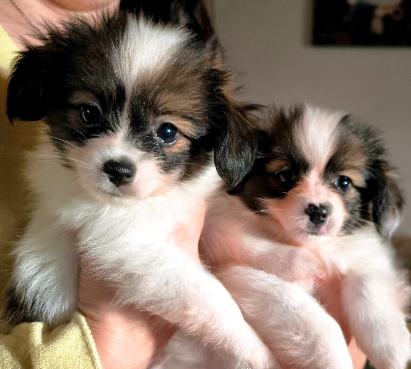 Des Huttes Du Grand Marais - Epagneul nain Continental (Papillon) - Portée née le 23/10/2025