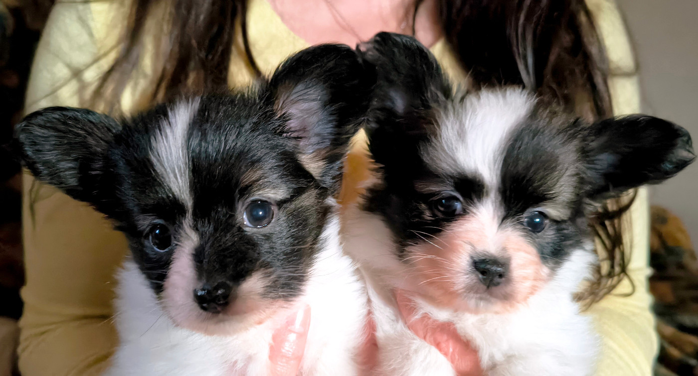 Des Huttes Du Grand Marais - Epagneul nain Continental (Papillon) - Portée née le 02/11/2025
