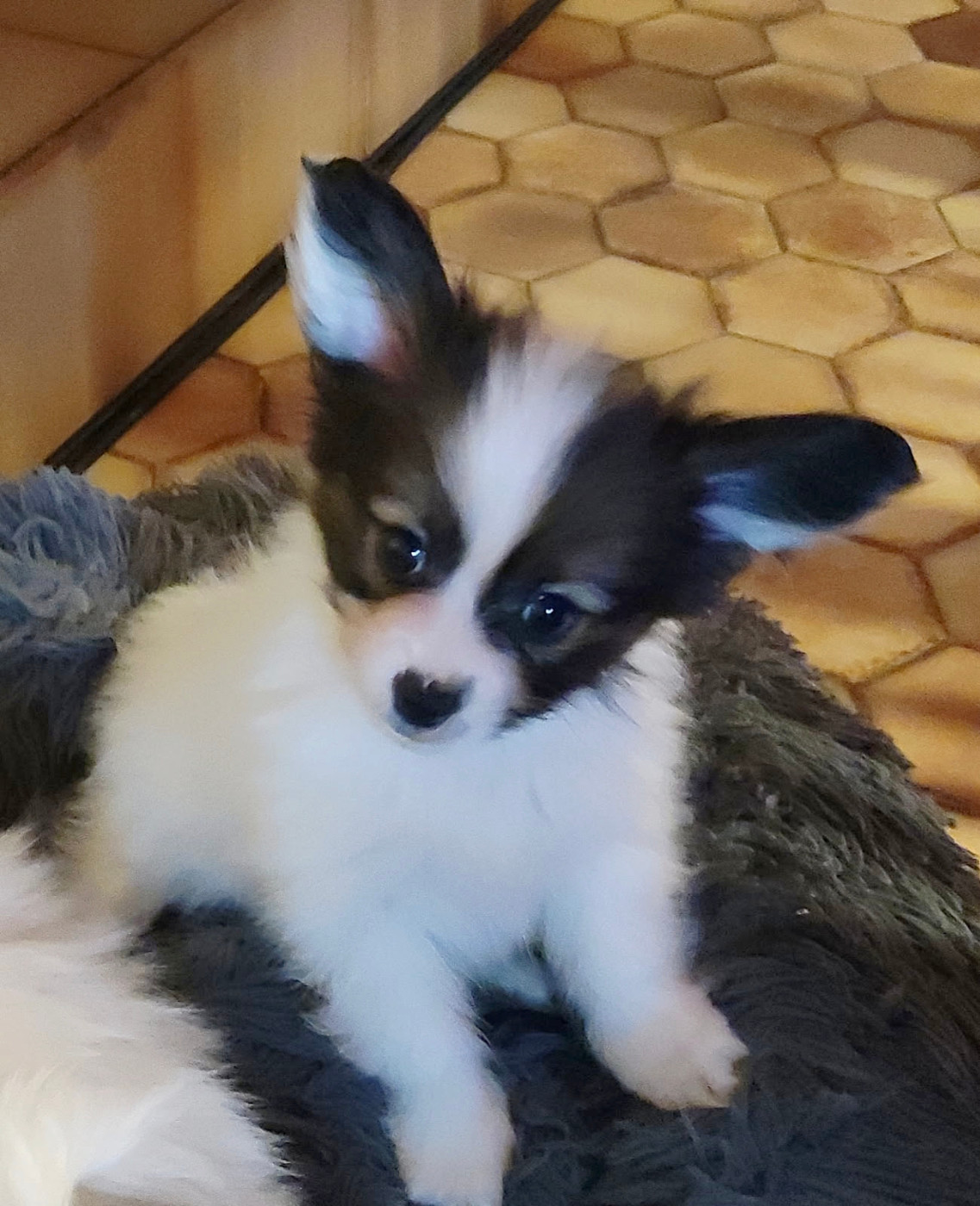 Des Huttes Du Grand Marais - Chiots disponibles - Epagneul nain Continental (Papillon)