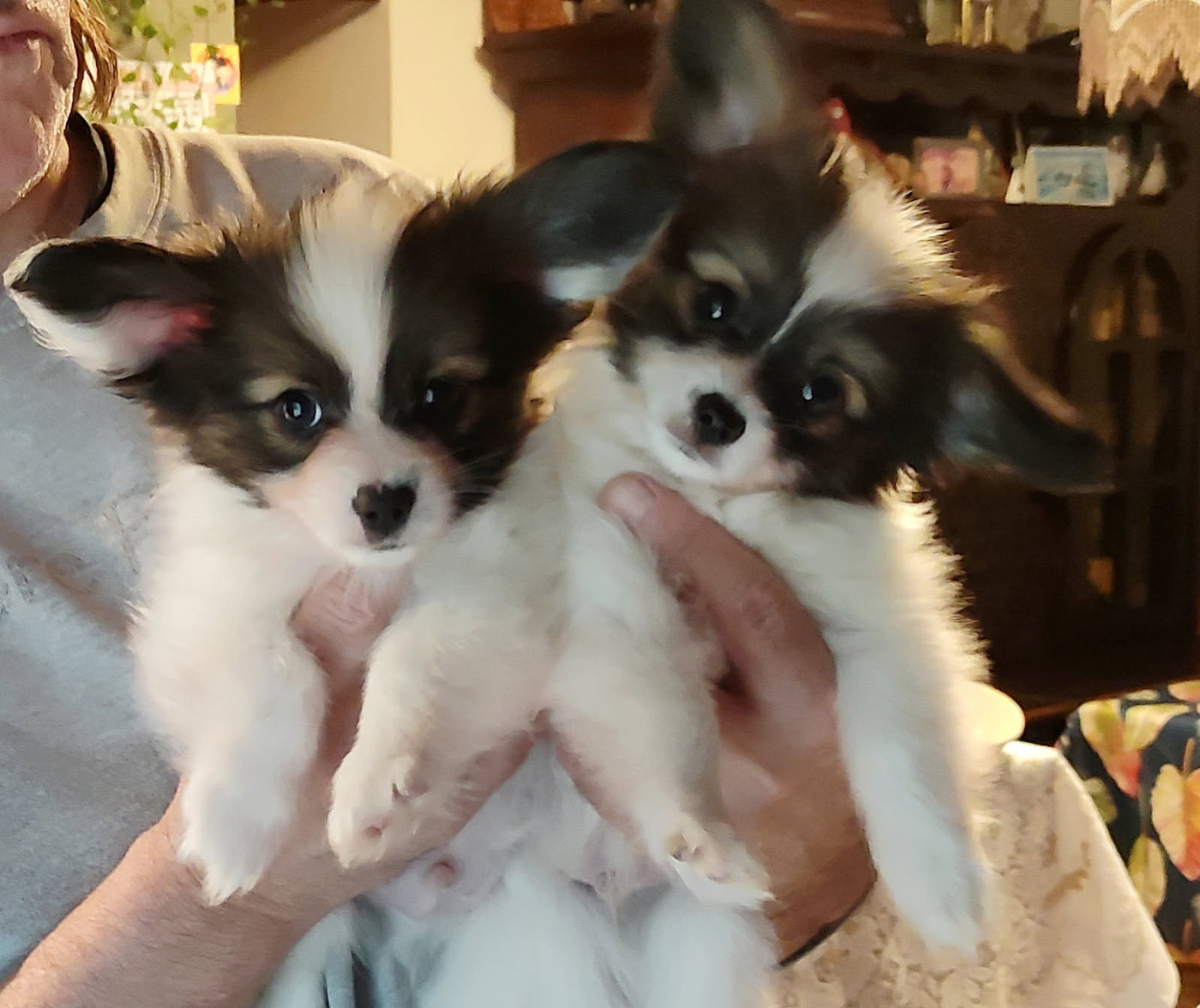 Chiot Epagneul nain Continental (Papillon) Des Huttes Du Grand Marais