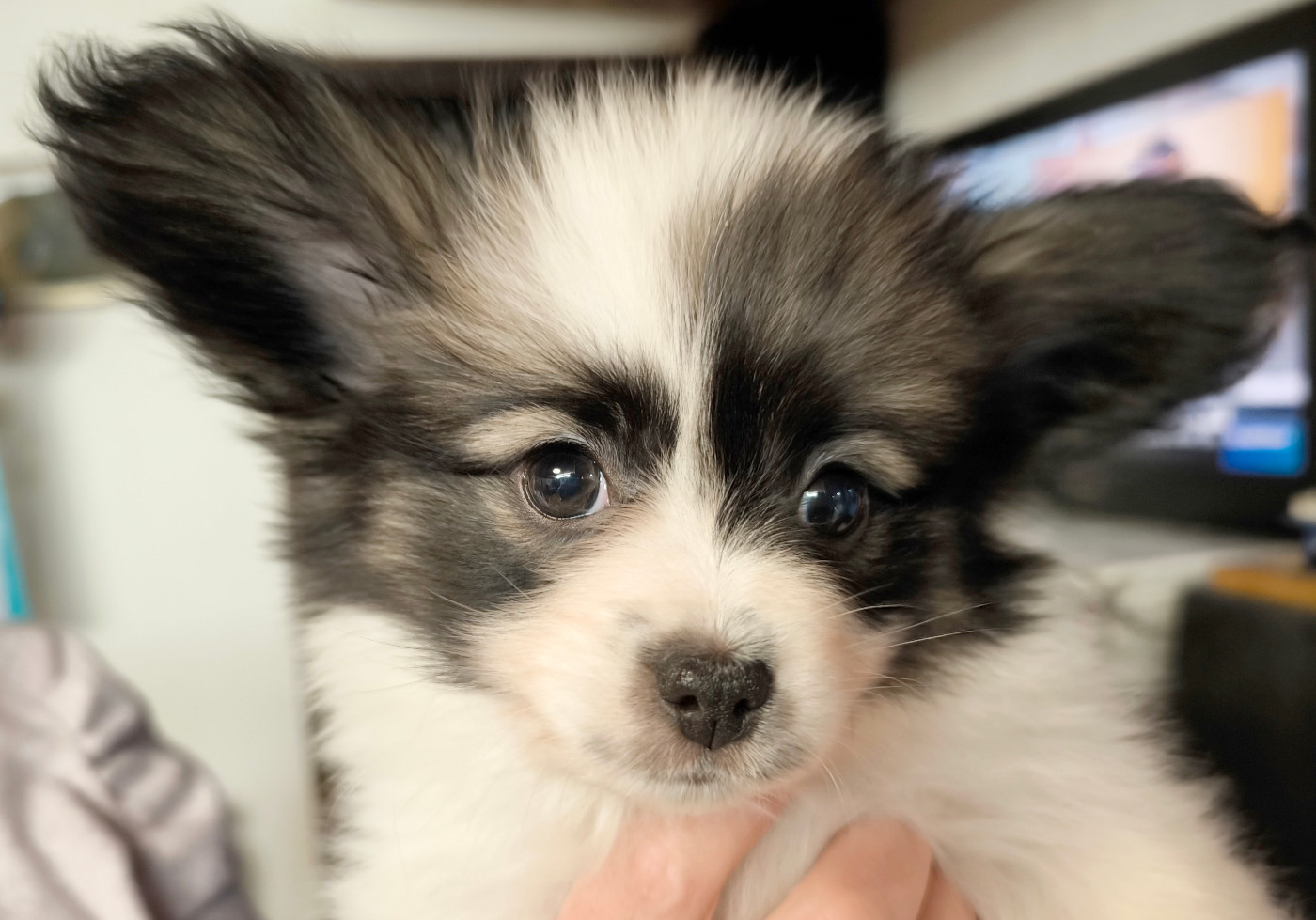 Des Huttes Du Grand Marais - Chiots disponibles - Epagneul nain Continental (Papillon)