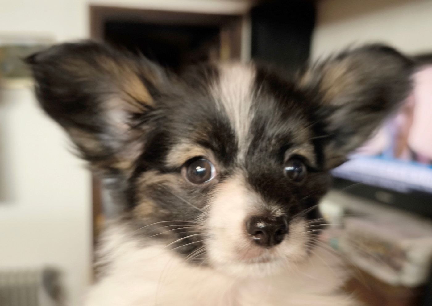 Des Huttes Du Grand Marais - Chiots disponibles - Epagneul nain Continental (Papillon)