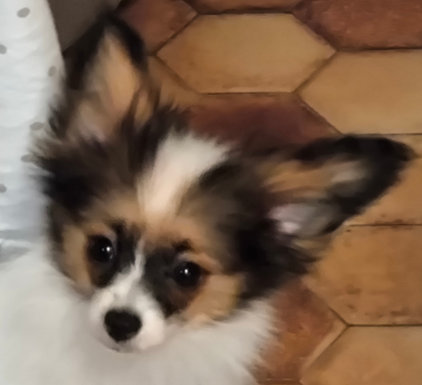 Des Huttes Du Grand Marais - Chiots disponibles - Epagneul nain Continental (Papillon)