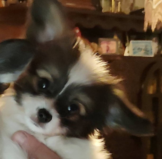 Des Huttes Du Grand Marais - Epagneul nain Continental (Papillon) - Portée née le 23/10/2025