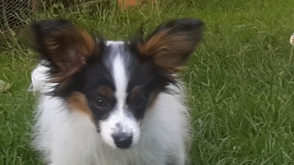 Chiot Epagneul nain Continental (Papillon) Des Huttes Du Grand Marais