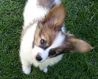 Reglisse