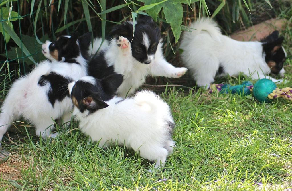 Chiot Epagneul nain Continental (Papillon) Des Huttes Du Grand Marais
