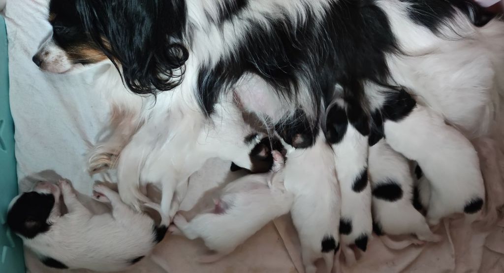 Chiot Epagneul nain Continental (Papillon) Des Huttes Du Grand Marais